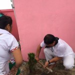 planting-pine-saplings-at-budhabare-jhapa